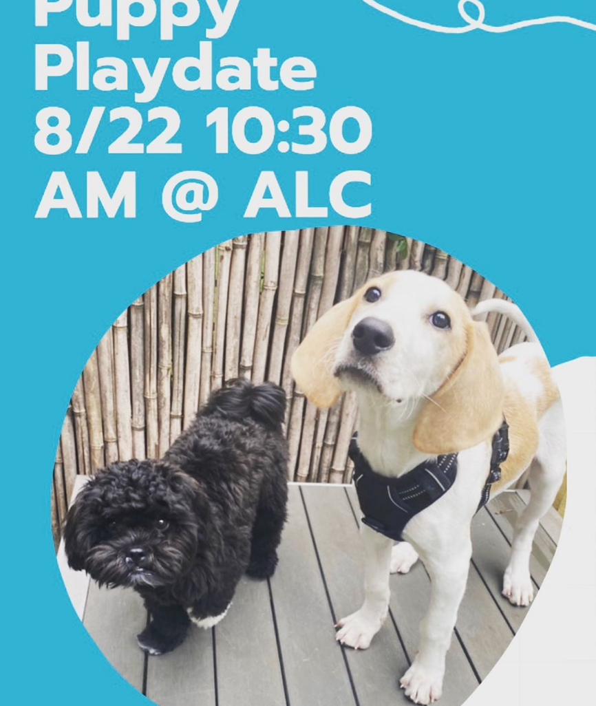 Brooklyn Doggy Day Care, Brooklyn Dog Groomer, Brooklyn Dog Walker in Carroll Gardens, Gowanus