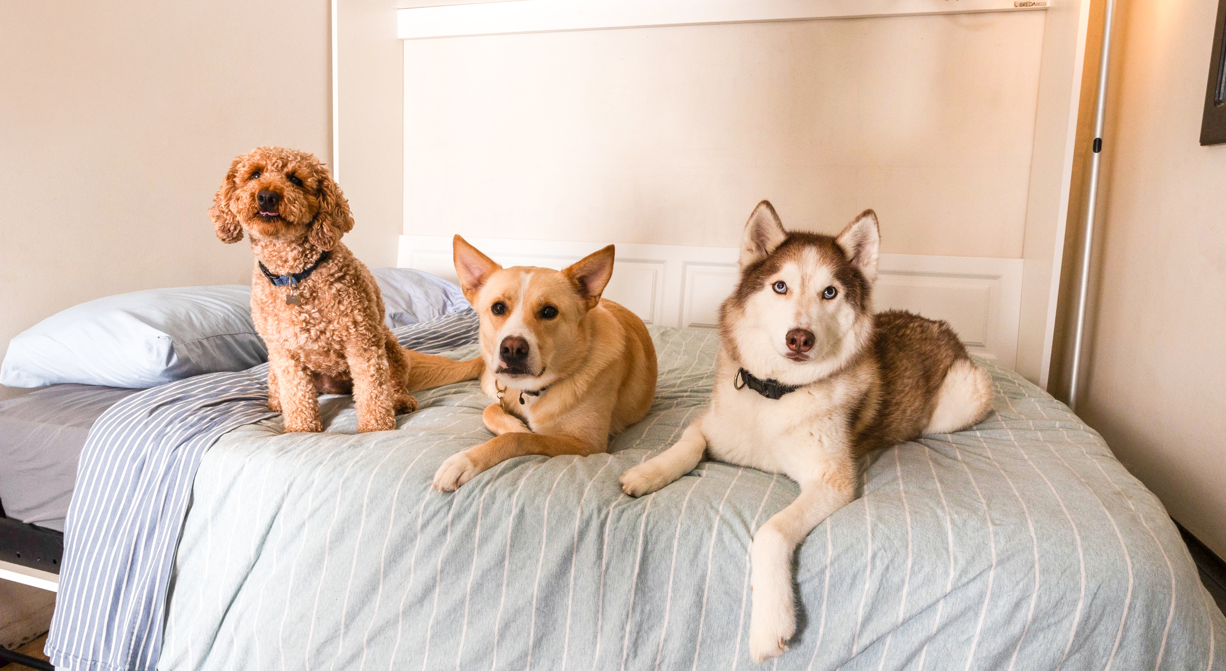 brooklyn dog boarding facility